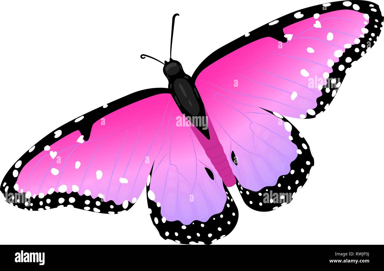 Multicolor realistic isolated butterfly Stock Vector Image & Art - Alamy