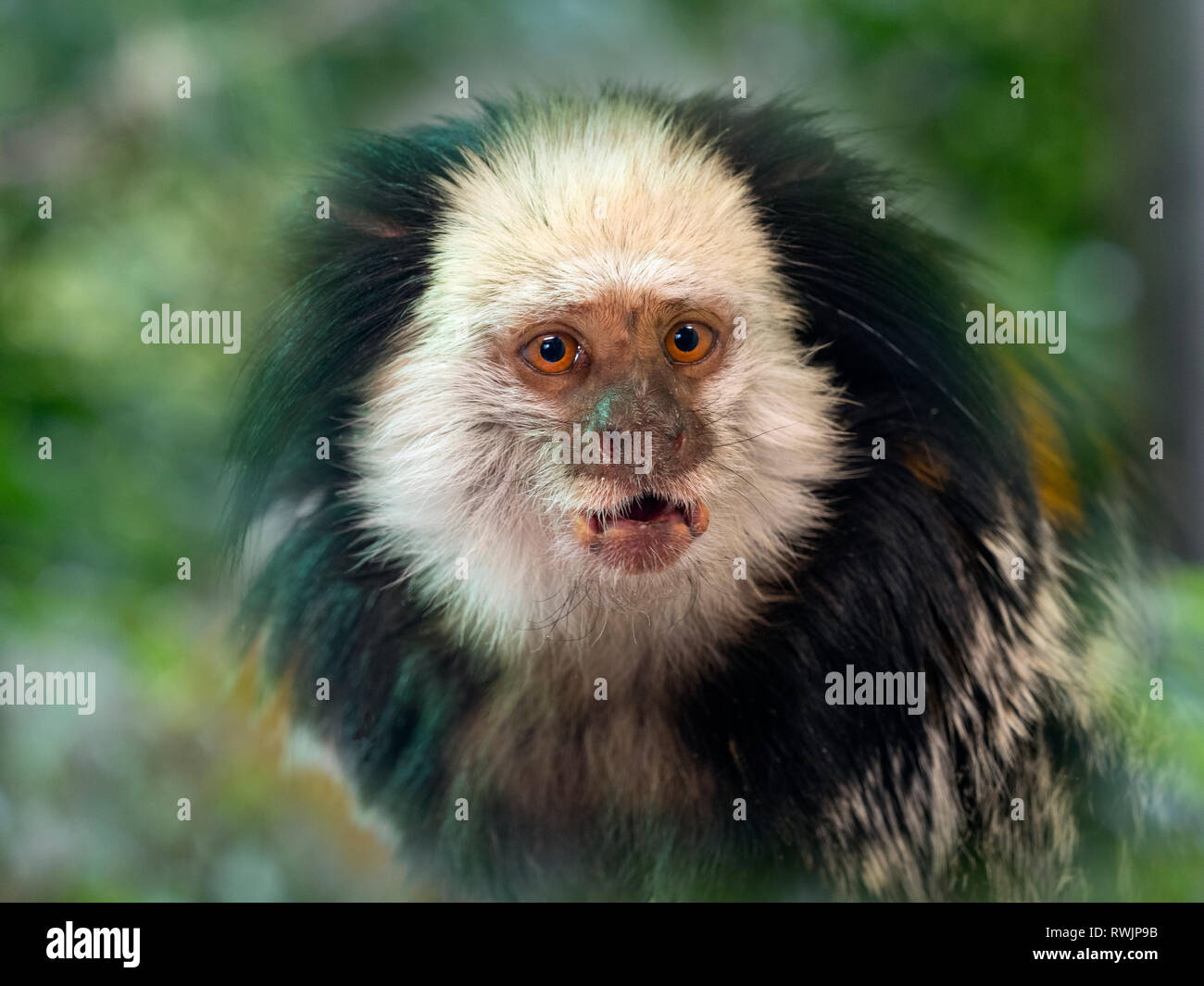 White-headed marmoset or Geoffroy's marmoset  Callithrix geoffroyi Stock Photo