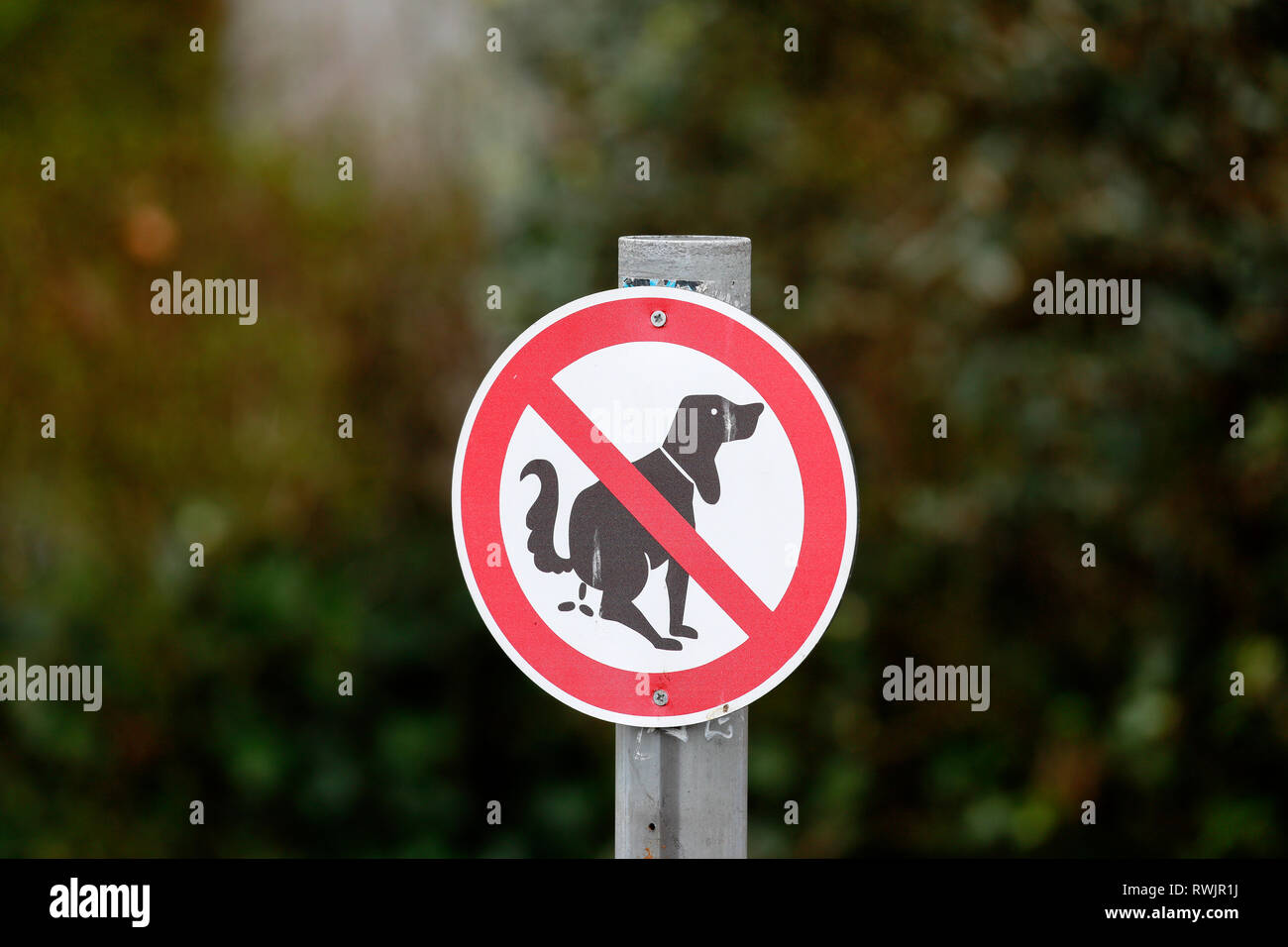 Essen, North Rhine-Westphalia, Germany - sign in the front garden, there is no dog toilet here.  Essen, Nordrhein-Westfalen, Deutschland - Schild im V Stock Photo