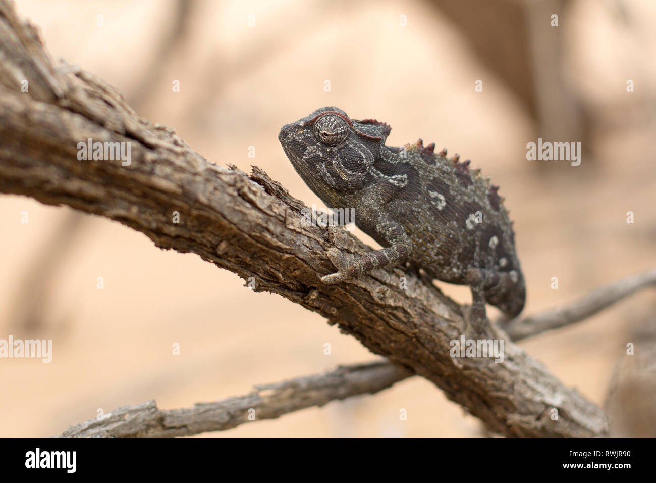 A Namaqua Chameleon in the Dorob National Park, Namibia. Stock Photo
