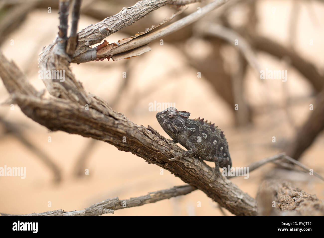 A Namaqua Chameleon in the Dorob National Park, Namibia. Stock Photo