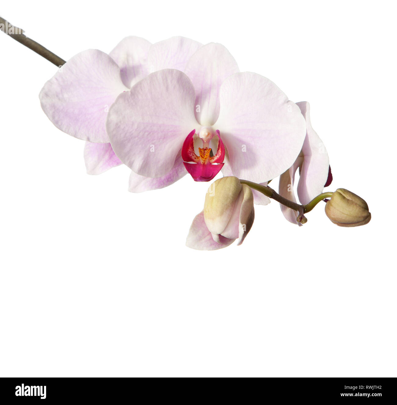 pink orchid isolated on white background Stock Photo - Alamy