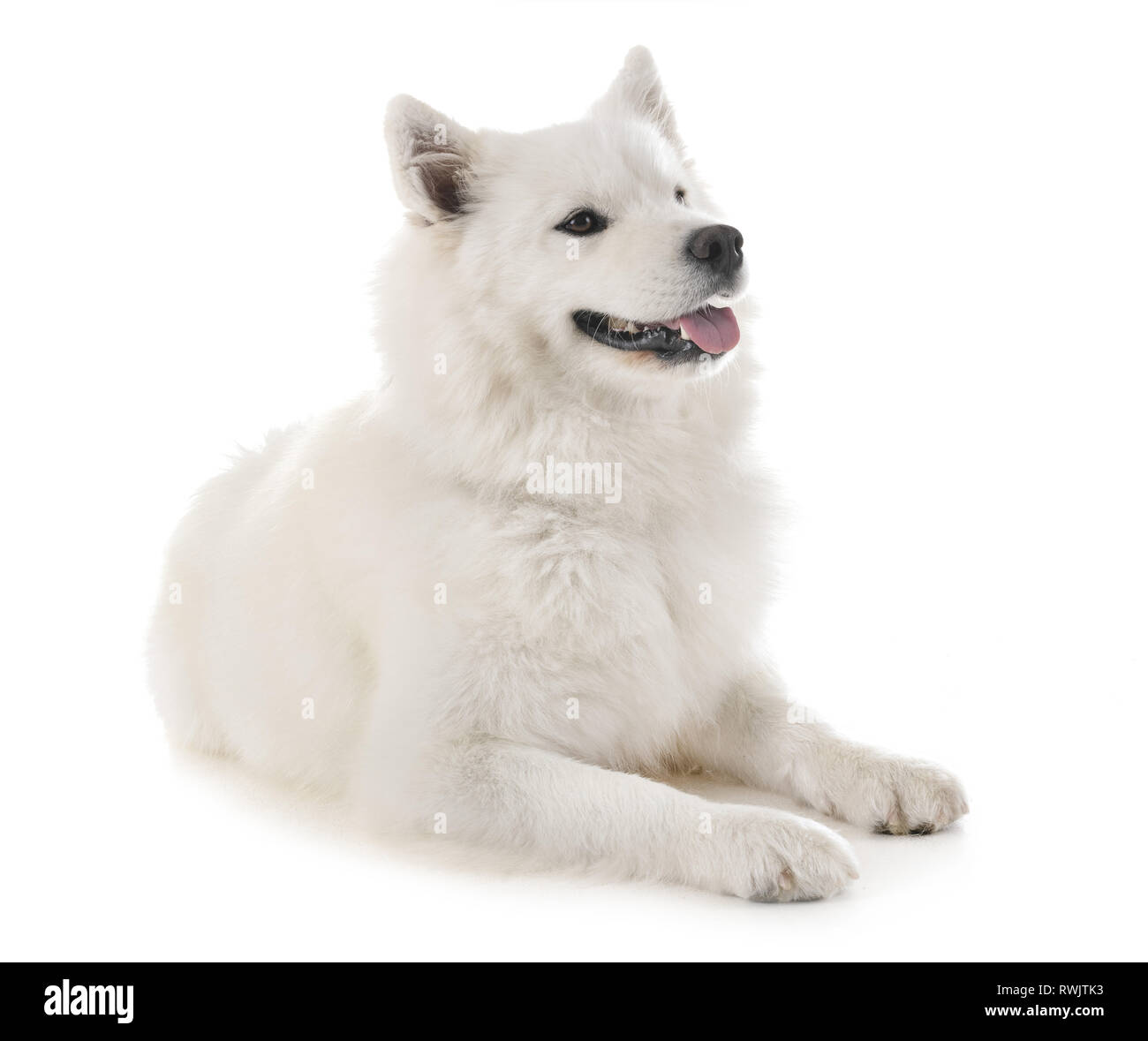 Samoyed Front Purebred samoyed in front white hi-res stock photography and images - Alamy