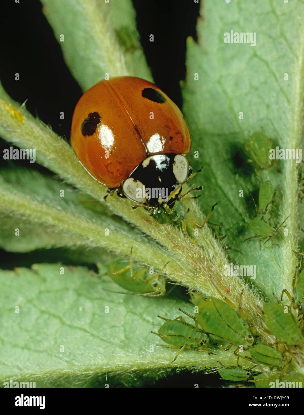 Two spot ladybird (Adalia bipunctata) feeding on rose aphids (Macrosiphum rosae) Stock Photo