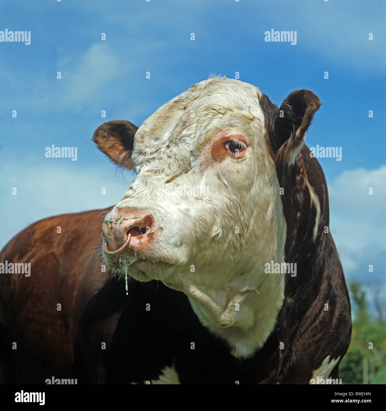 Head of a pedigree Hereford bull with a nose ring, large animal for beef breeding, Devon Stock Photo