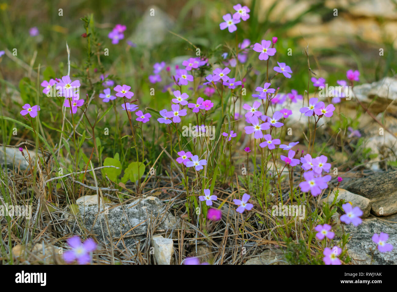 Malcolmia graeca wildflowers Stock Photo