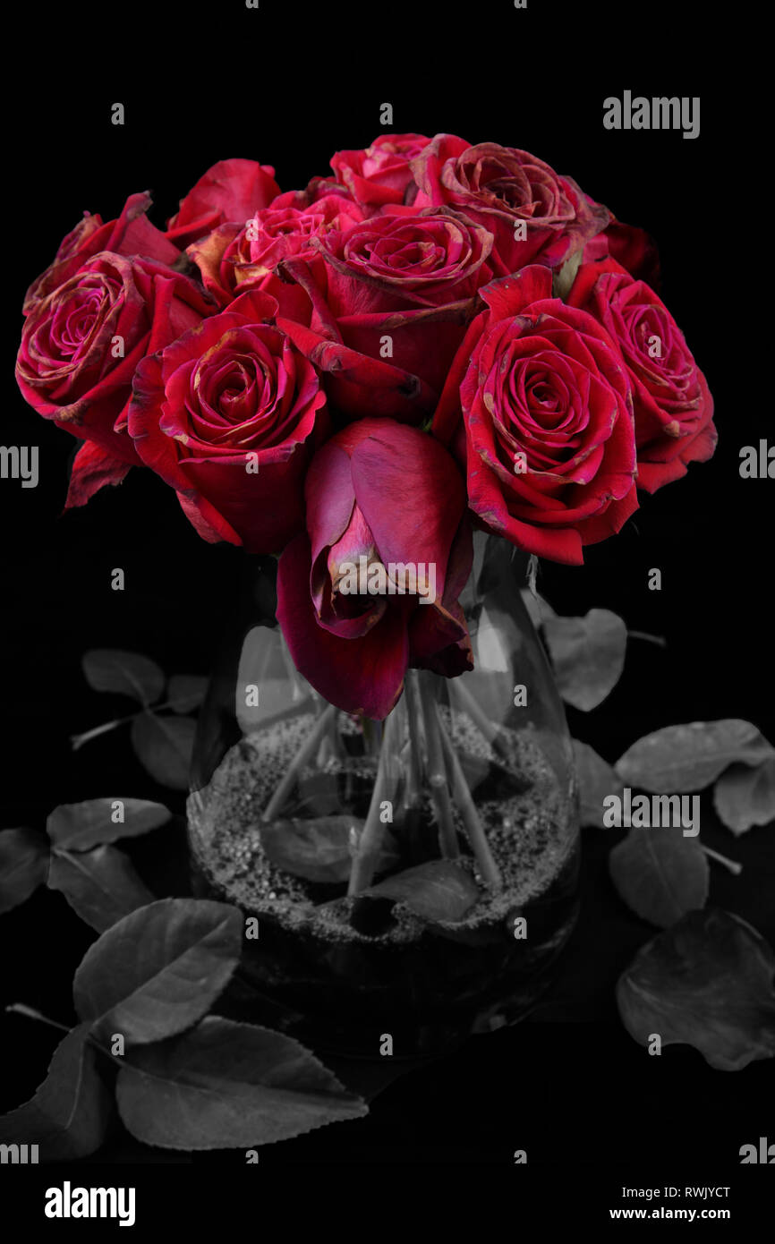 Twelve dead red roses Stock Photo Alamy