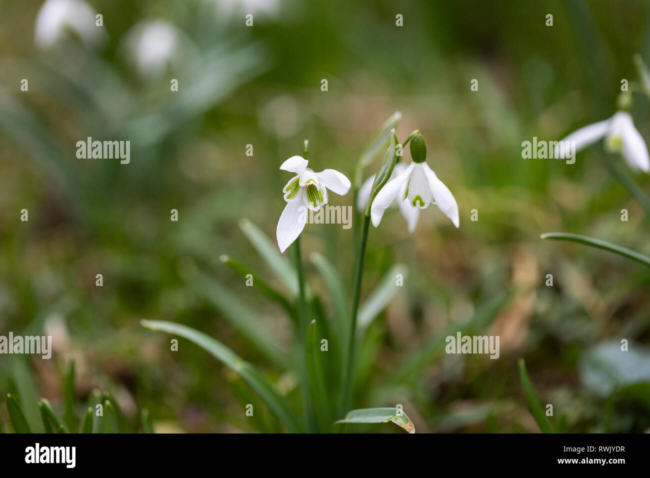 Close up of a snowdrop showing the smaller inner petals with green markings flowering in a spring garden, UK Stock Photo
