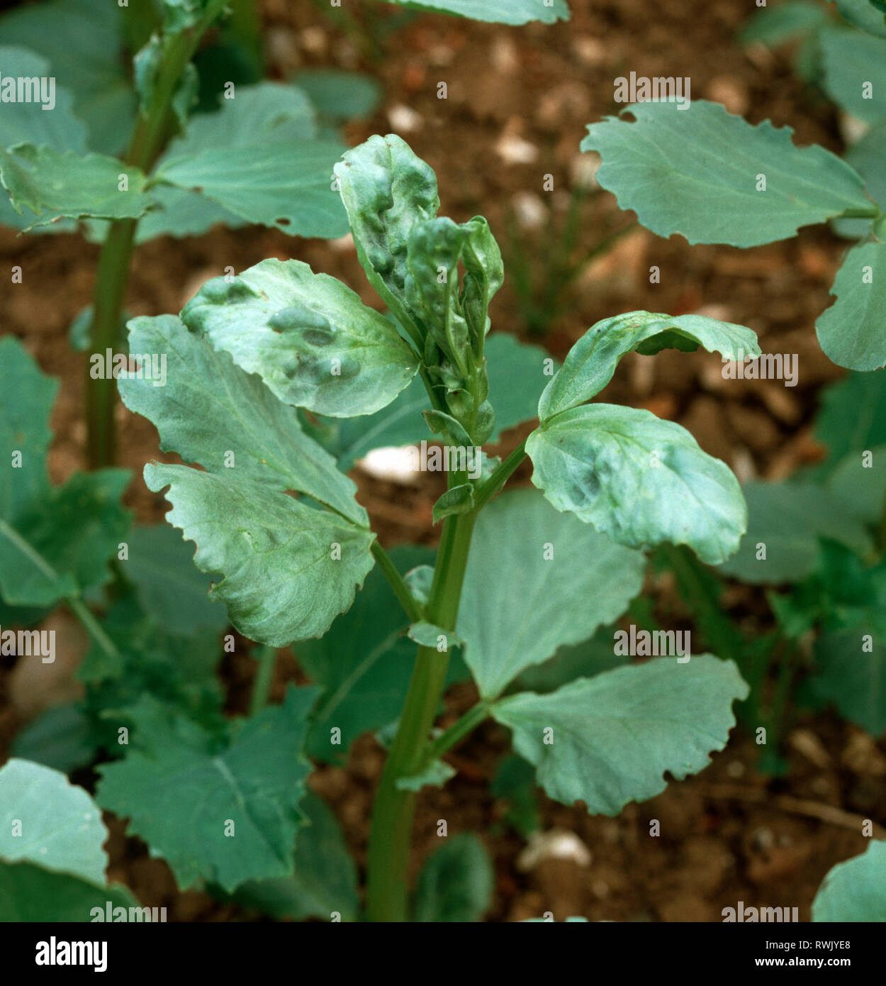 Faba bean disease High Resolution Stock Photography and Images Alamy