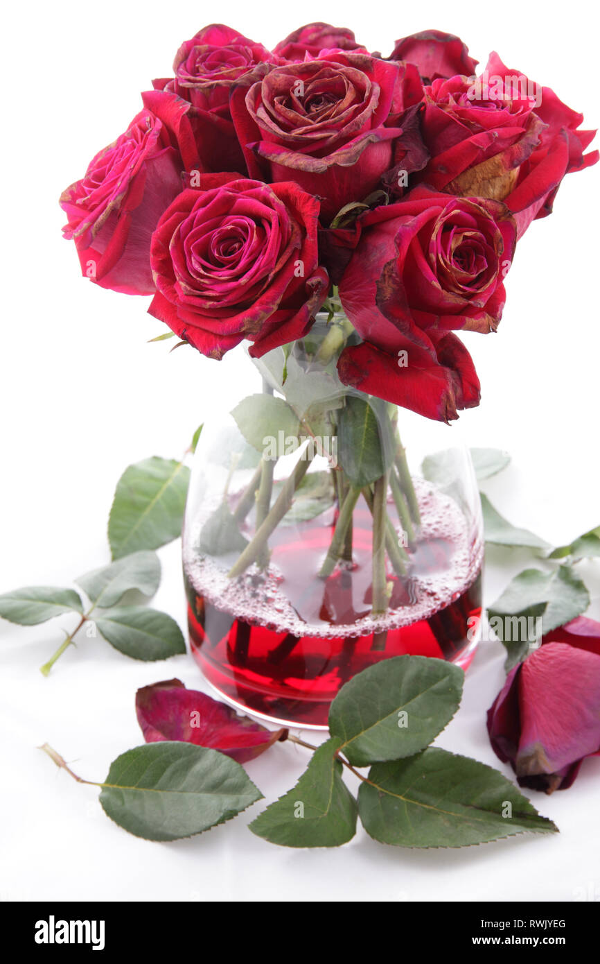 Twelve dead red roses Stock Photo Alamy