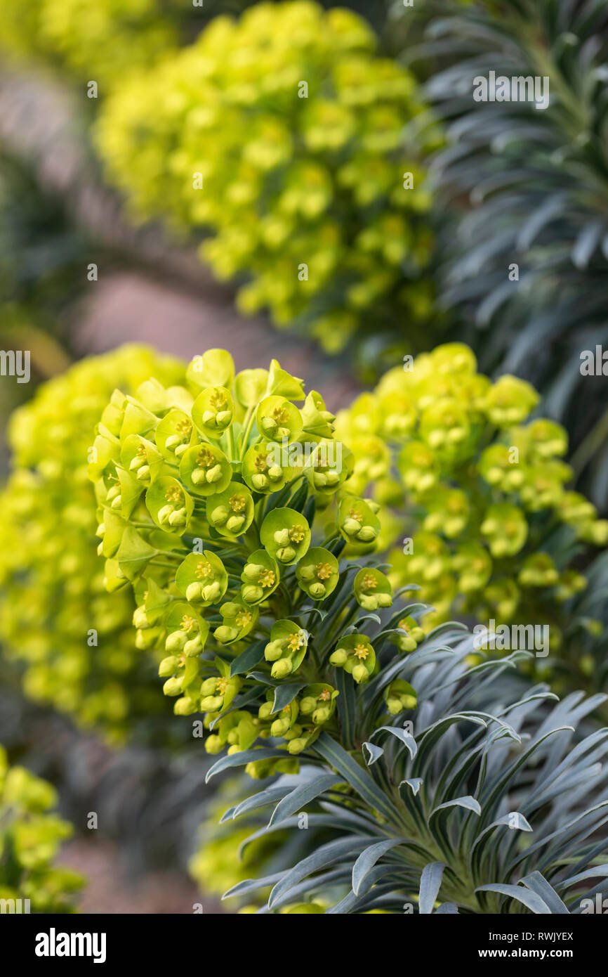 Close up of Euphorbia characias wulfenii flowering in February Stock Photo