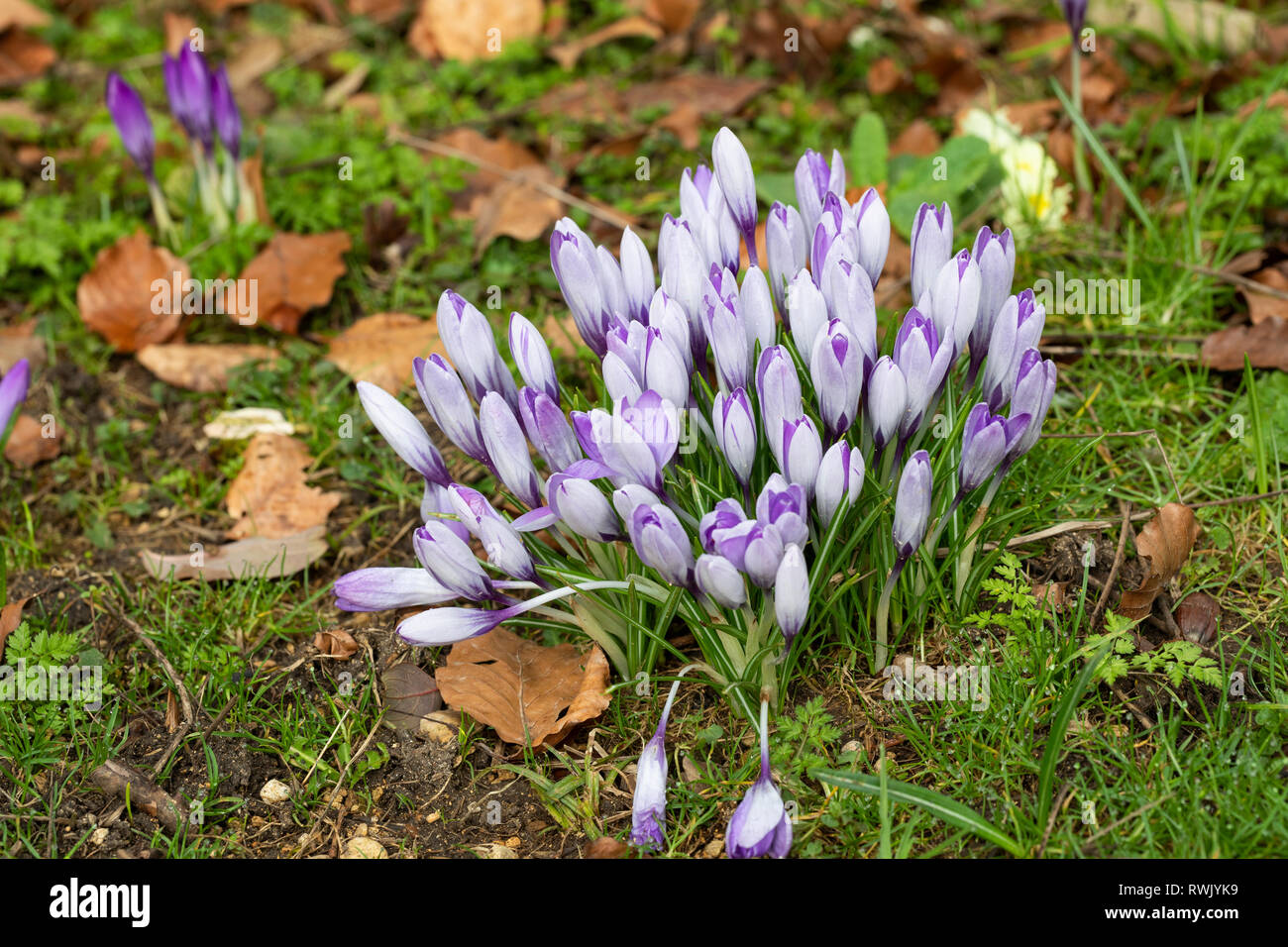 Close up of a clump of purple crocuses flowering amongst the grass in a spring garden UK Stock Photo