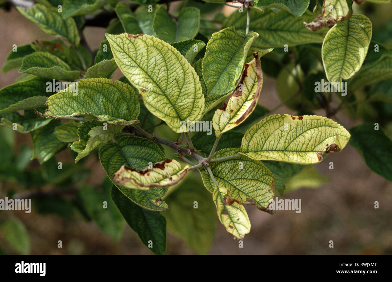 Iron Deficiency Identify, Prevent And Treat It, 46 OFF