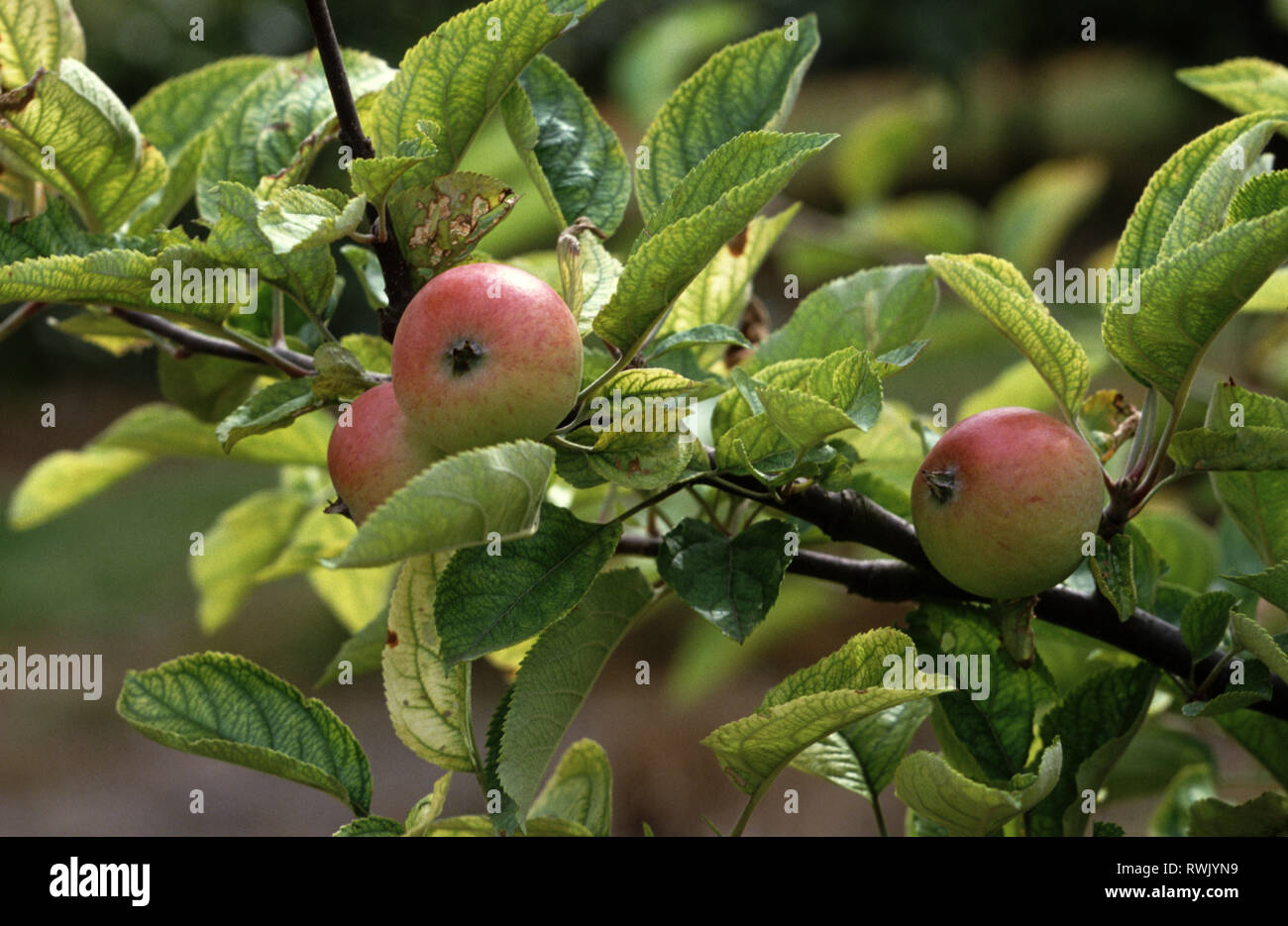 Interveinal chlorosis hi-res stock photography and images - Alamy