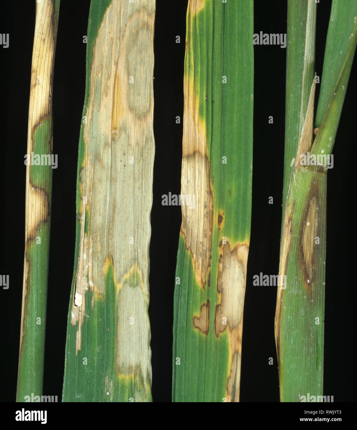 Sheath blight, Rhizoctonia solani, disease bleached lesions on leaves and stems of rice, Luzon, Philippines Stock Photo