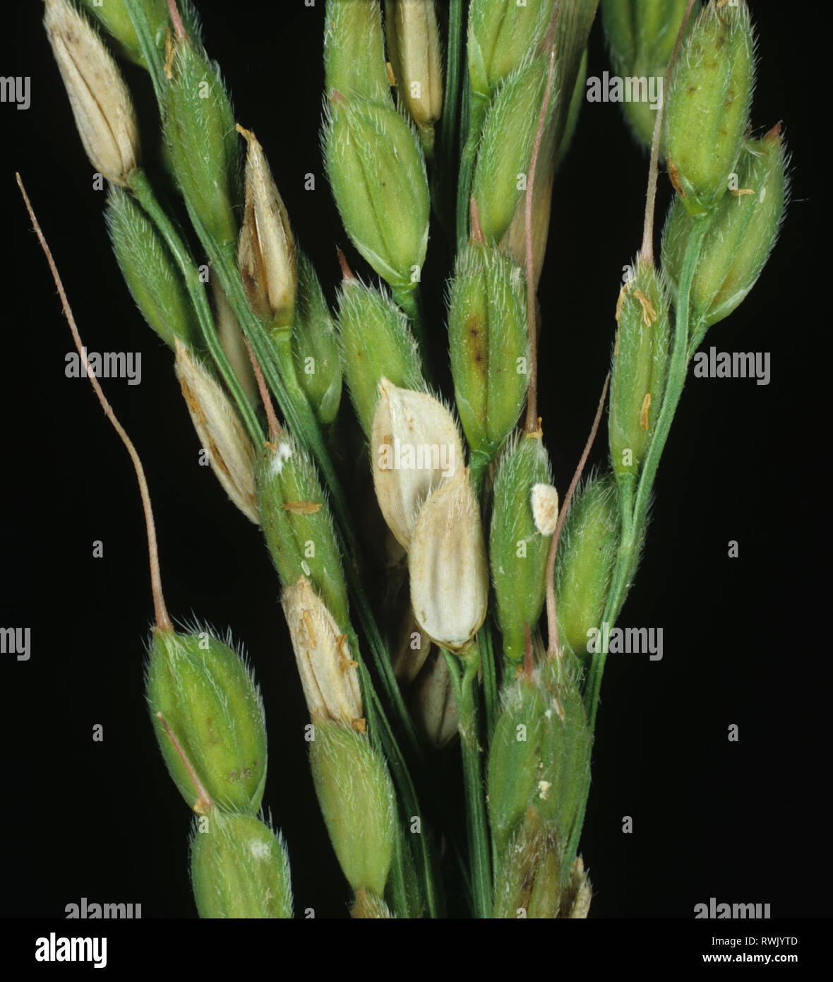 Sheath blight, Rhizoctonia solani, diseased bleached lesions on grains on a rice ear, Luzon, Philippines Stock Photo