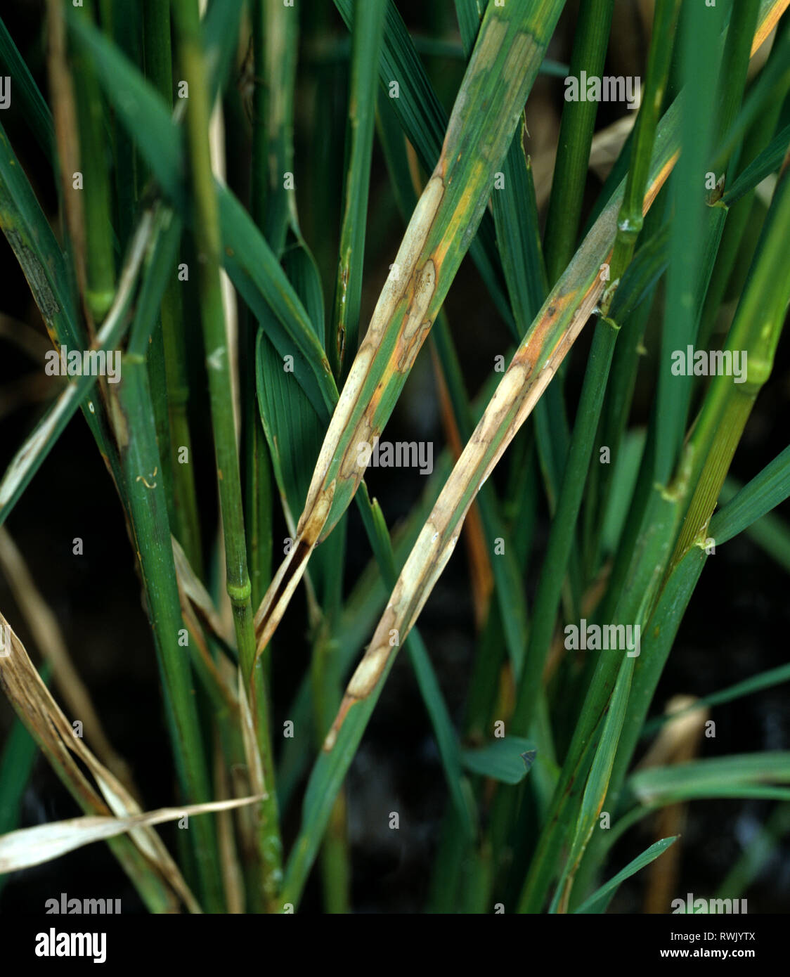 Sheath blight (Thanatephorus cucumeris) infection on rice plants Stock Photo
