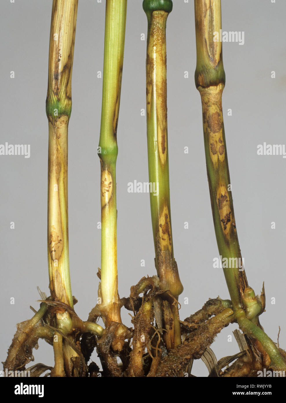 Sharp eyespot, Ceratobasidium cereale, lesions on wheat stem bases Stock Photo