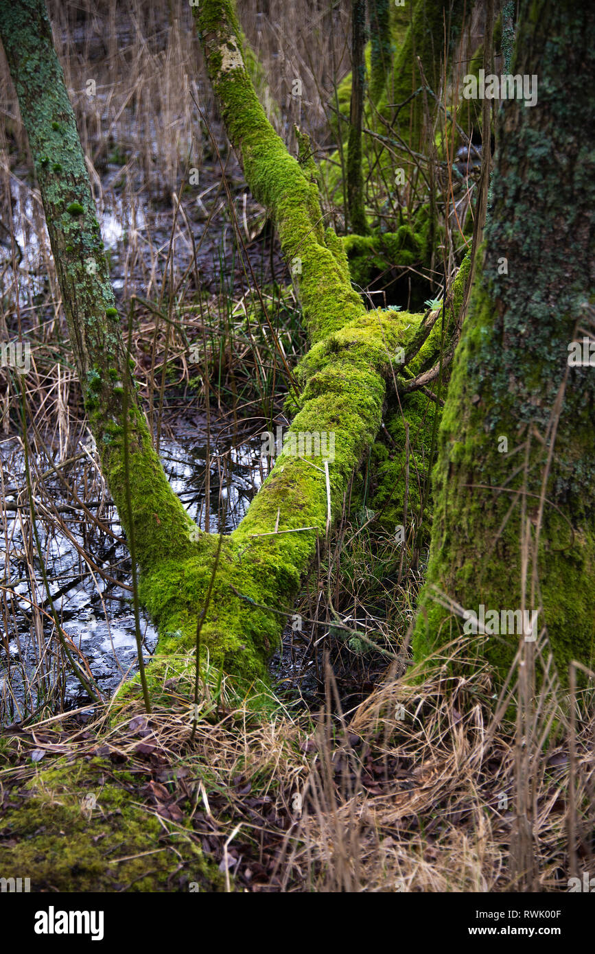 Moss Covers Tree Trunks in Swampy Woodland at a Nature Reserve at Leighton Moss near Silverdale Lancashire England United Kingdom UK Stock Photo