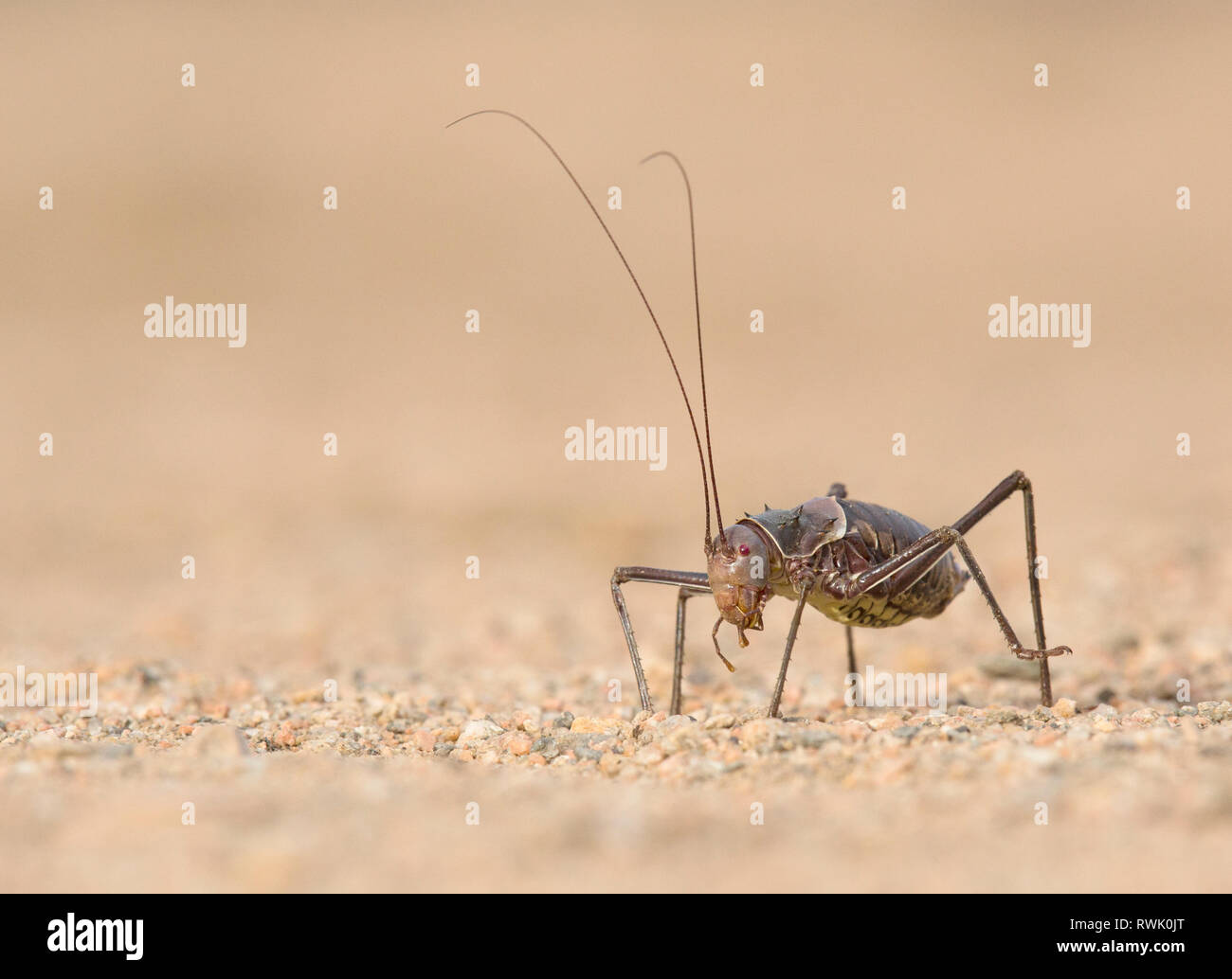 A Ground or Armour plated cricket close up. Stock Photo