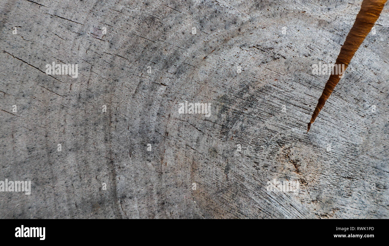 Background from cross section of tree trunk. Abstract texture from the rings of old weathered wood with a crack Stock Photo