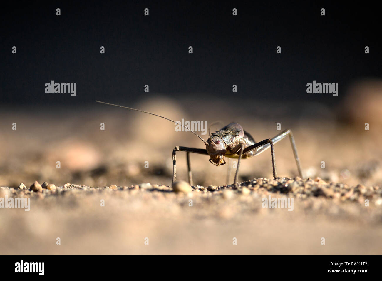 A Ground or Armour plated cricket close up. Stock Photo