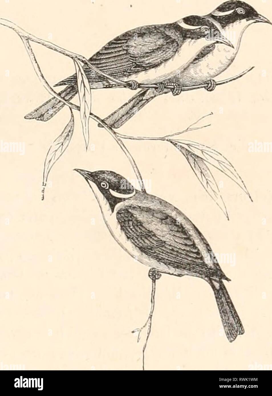 Oiseaux Noir Et Blanc Stock Photos Oiseaux Noir Et Blanc