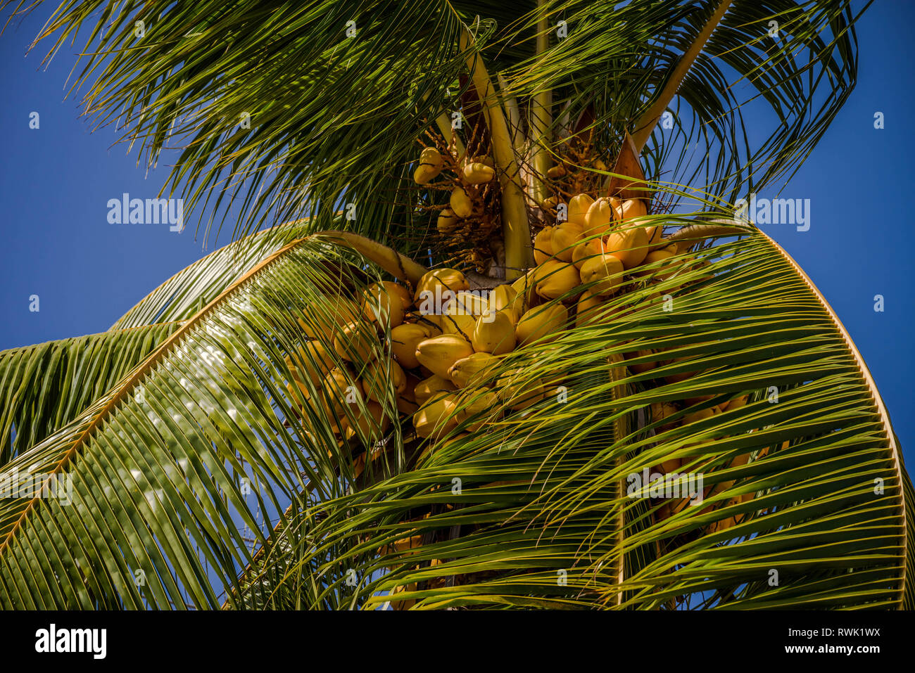 Palm Tree with many coconuts - Cocos nucifera Stock Photo