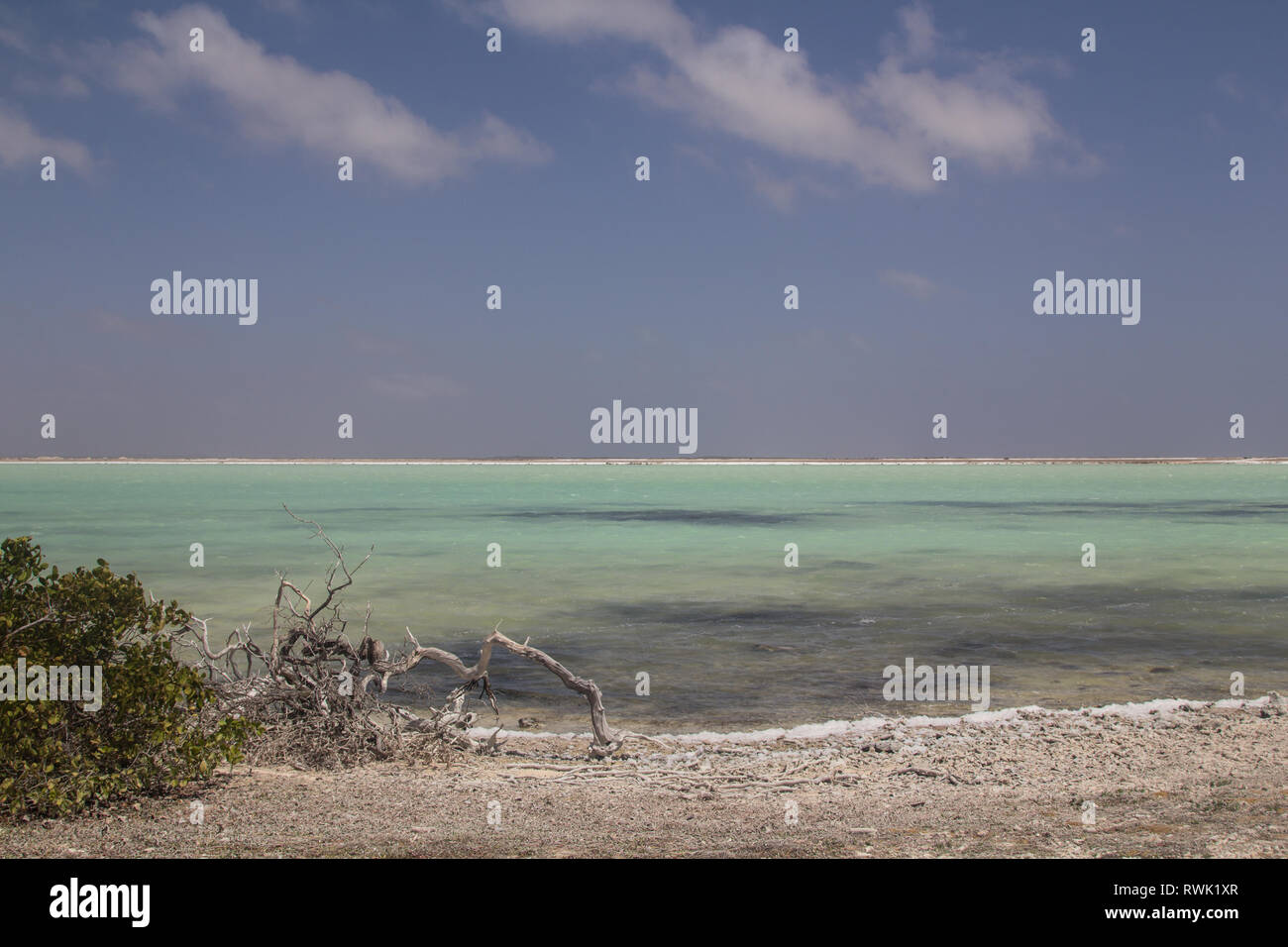 Dead, dried out wood and a bush in front of a Saline pan, called Blue Pan, near the conveyor belt of the Salt pier on Bonaire Stock Photo