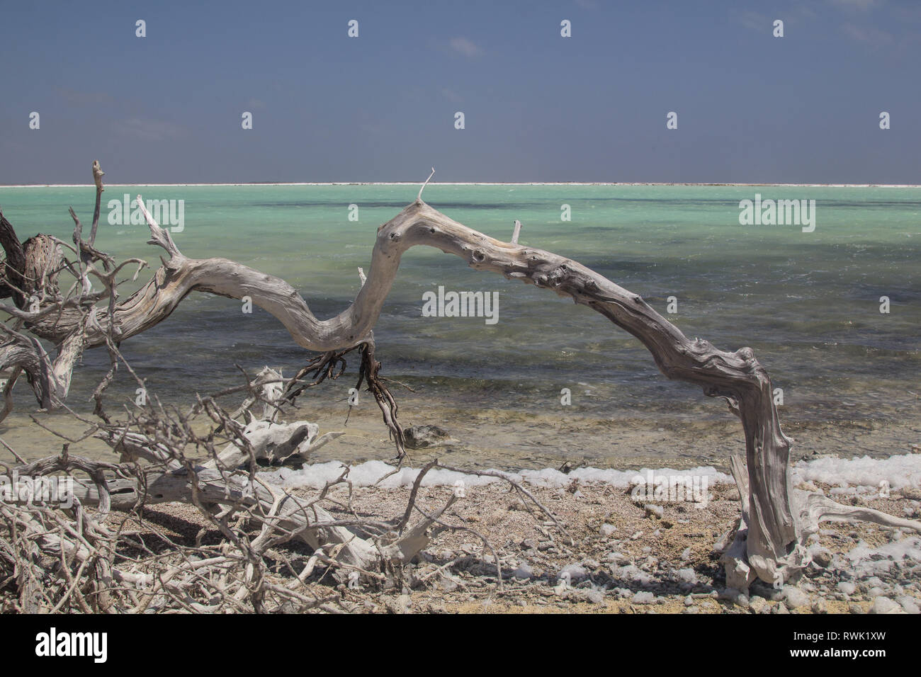 Dead wood of a bush in front of a Saline pan, called Blue Pan, a lagoon near the conveyor belt of the Salt pier on tropical island of Bonaire Stock Photo