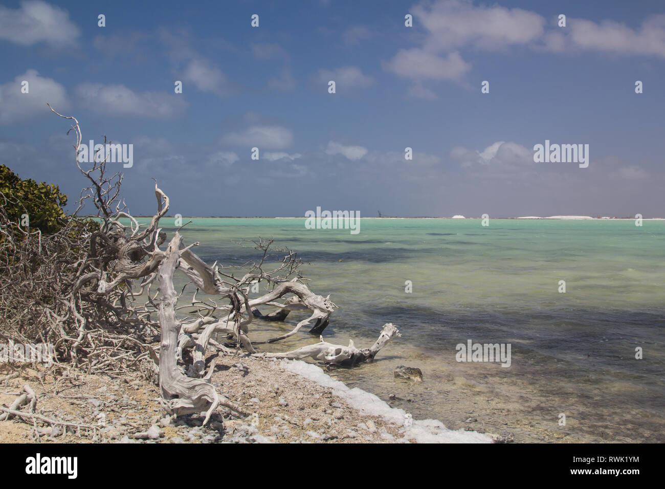 Dead wood of a bush in front of a Saline pan, called Blue Pan, near the conveyor belt of the Salt pier on Bonaire Stock Photo