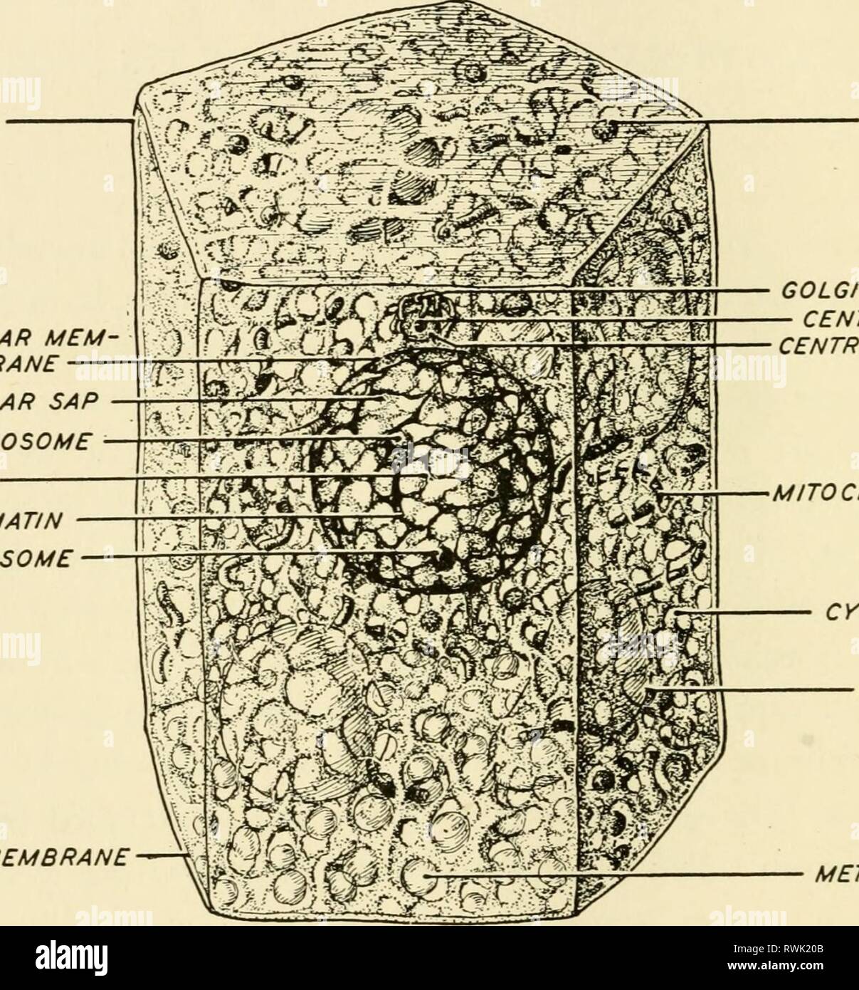 Elements of biology, with special Elements of biology, with special reference to their rôle in the lives of animals elementsofbiolog00buch Year: 1933  30 ELEMENTS OF BIOLOGY type of protoplasm, although it is continuous with the underlying substance. This boundary, known as the plasma membrane, may be, and in many cases is, surrounded by a non-living pellicle or cell WALL, formed by substances constructed by the chemical processes within the cell. CELL WALL N U C u s CHROMATIN KARYOSOME PLASMA MEMBRANE    NUCLEAR MEM BRANE NUCLEAR SAP PLASMOSOME LININ PLASTID GOLGI BODIES CENTROSOME CENTROSPHE Stock Photo
