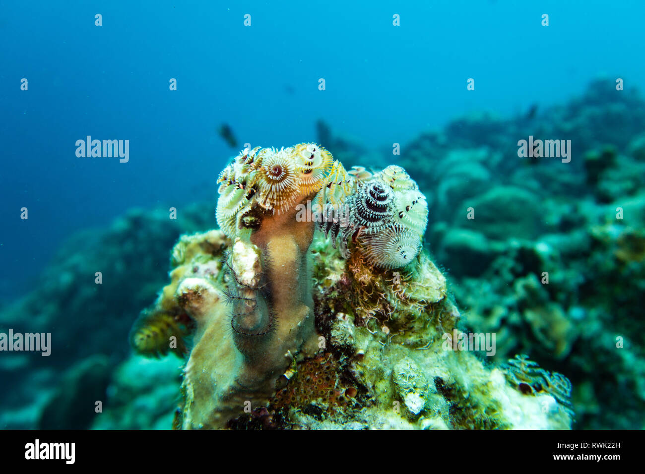 Christmas tree worm and a hairy sea star on a hard coral on the tropical reef of the caribbean island bonaire Stock Photo