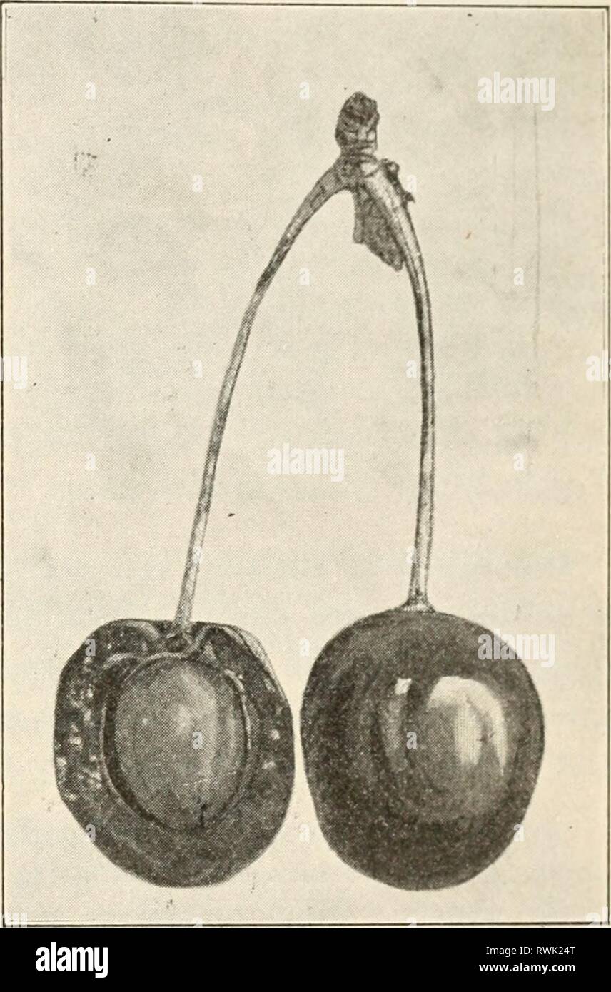 Elements of biology; a practical Elements of biology; a practical text