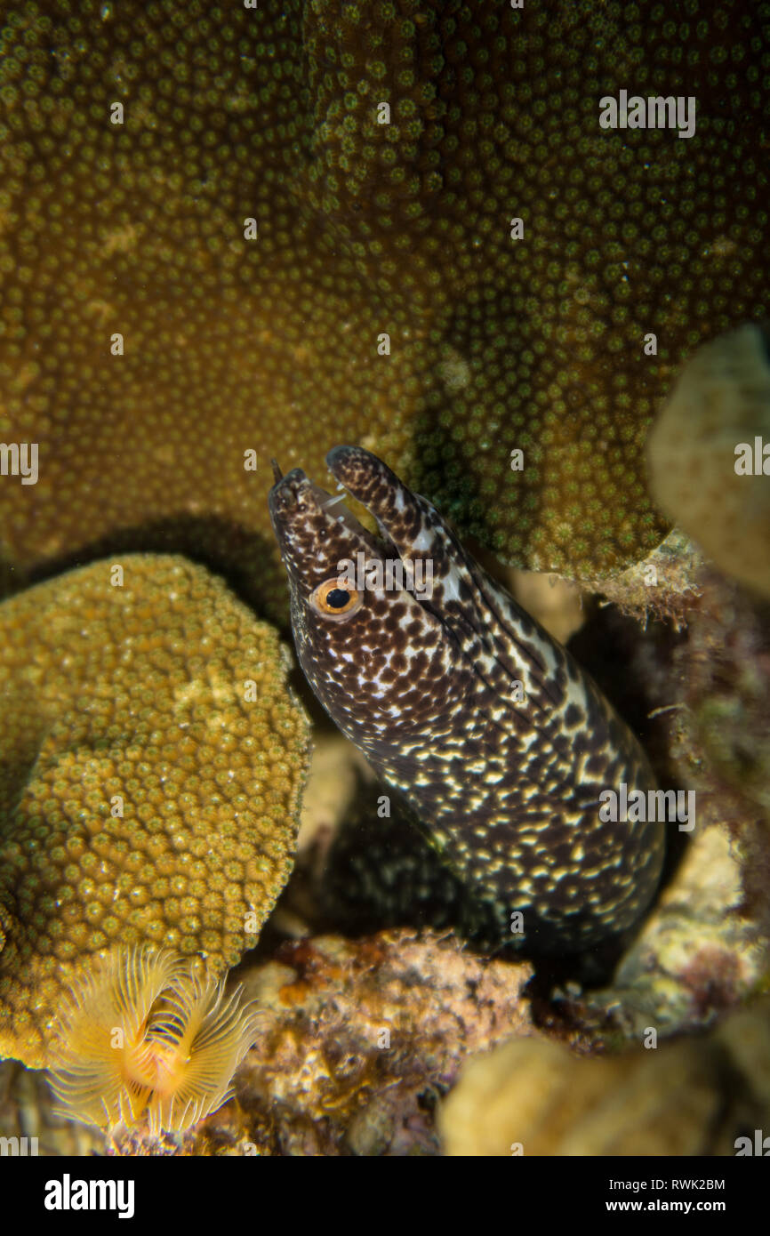 Spotted moray eel peeking out of a cave on the coral reef of tropical
