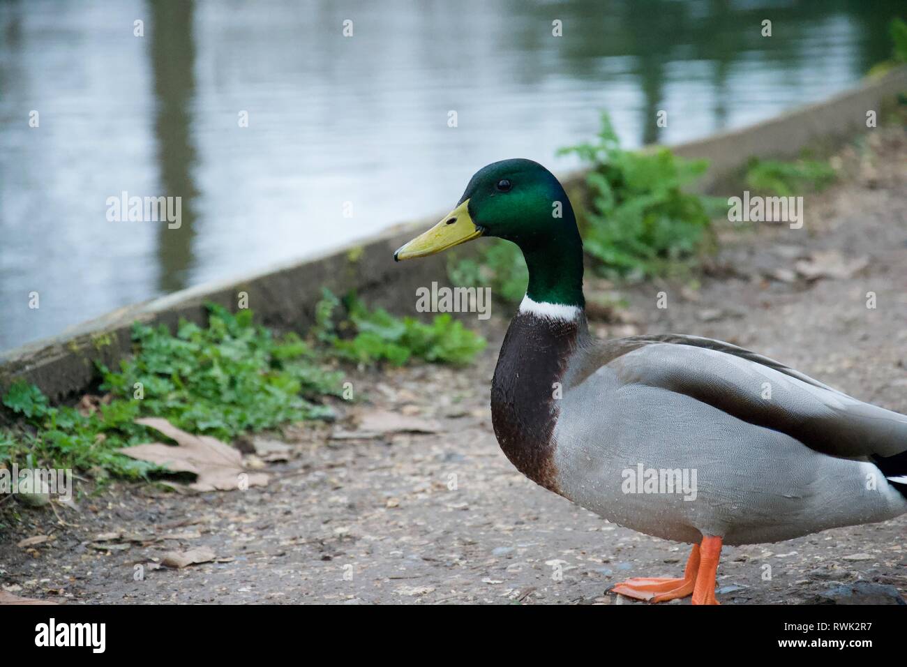 A Green Headed Male Mallard Duck Standing On A Stony Footpath Next
