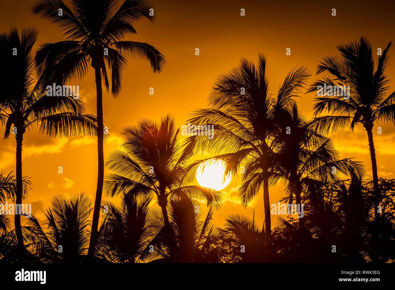 The sun setting through silhouetted palm trees; Wailea, Maui, Hawaii, United States of America Stock Photo