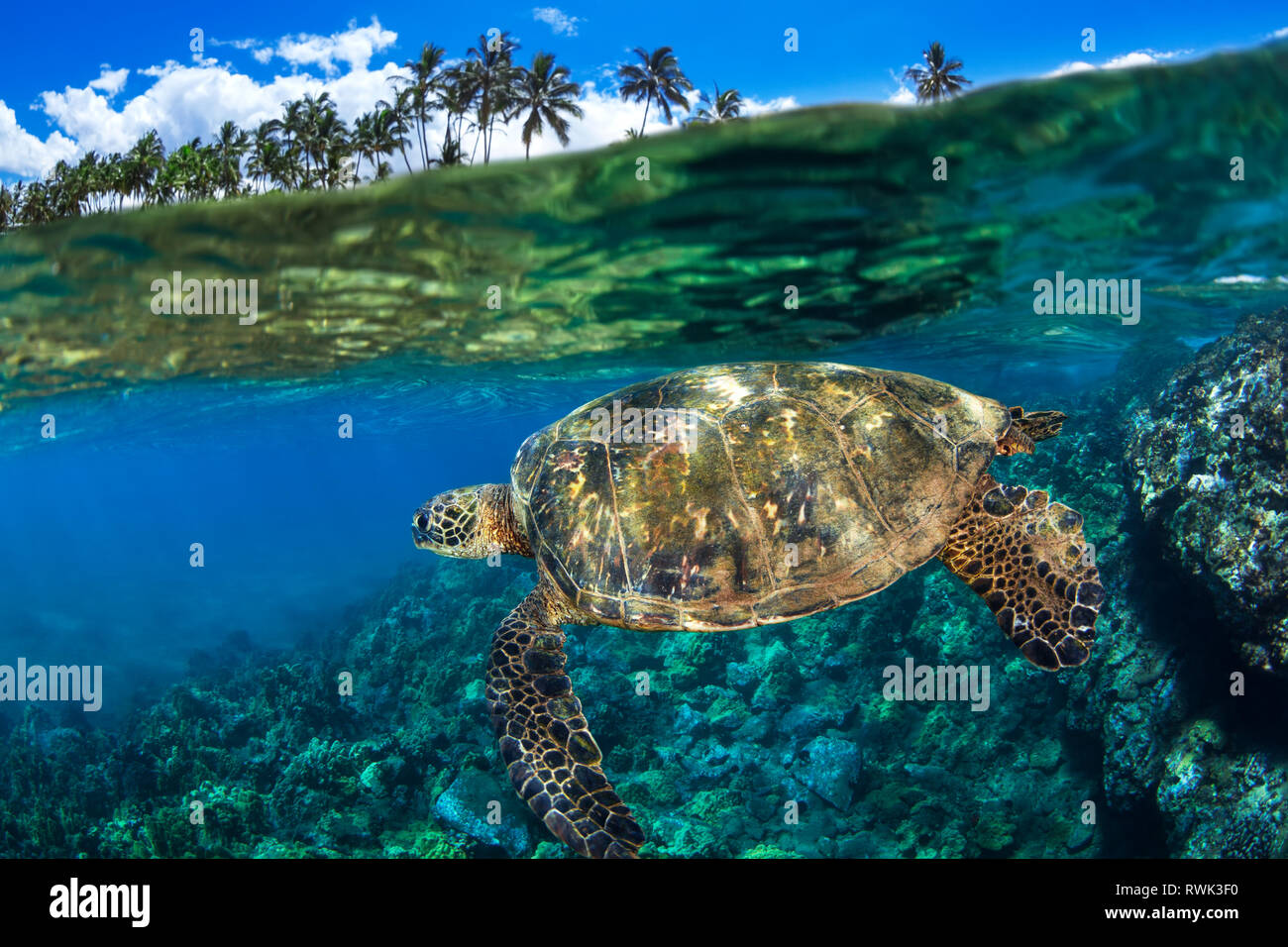 Split view of a Hawaiian Green sea turtle (Chelonia mydas) swimming in clear, blue water; Makena, Maui, Hawaii, United States of America Stock Photo