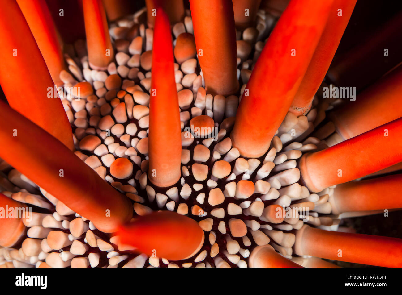 A dramatic close-up of a Red pencil sea urchin (Heterocentrotus mamillatus); Maui, Hawaii, United States of America Stock Photo