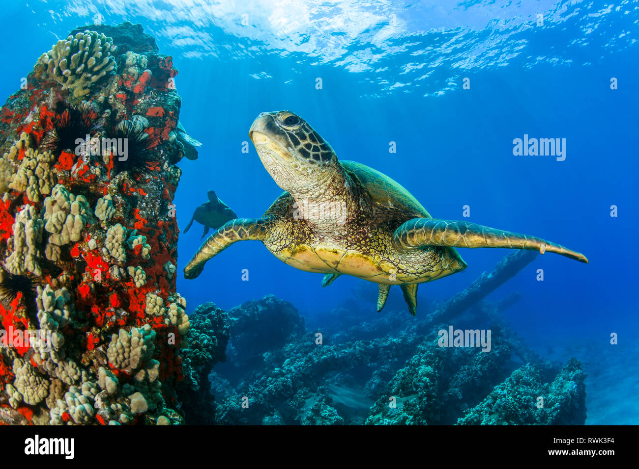Hawaiian Green sea turtle (Chelonia mydas) swimming in clear, blue