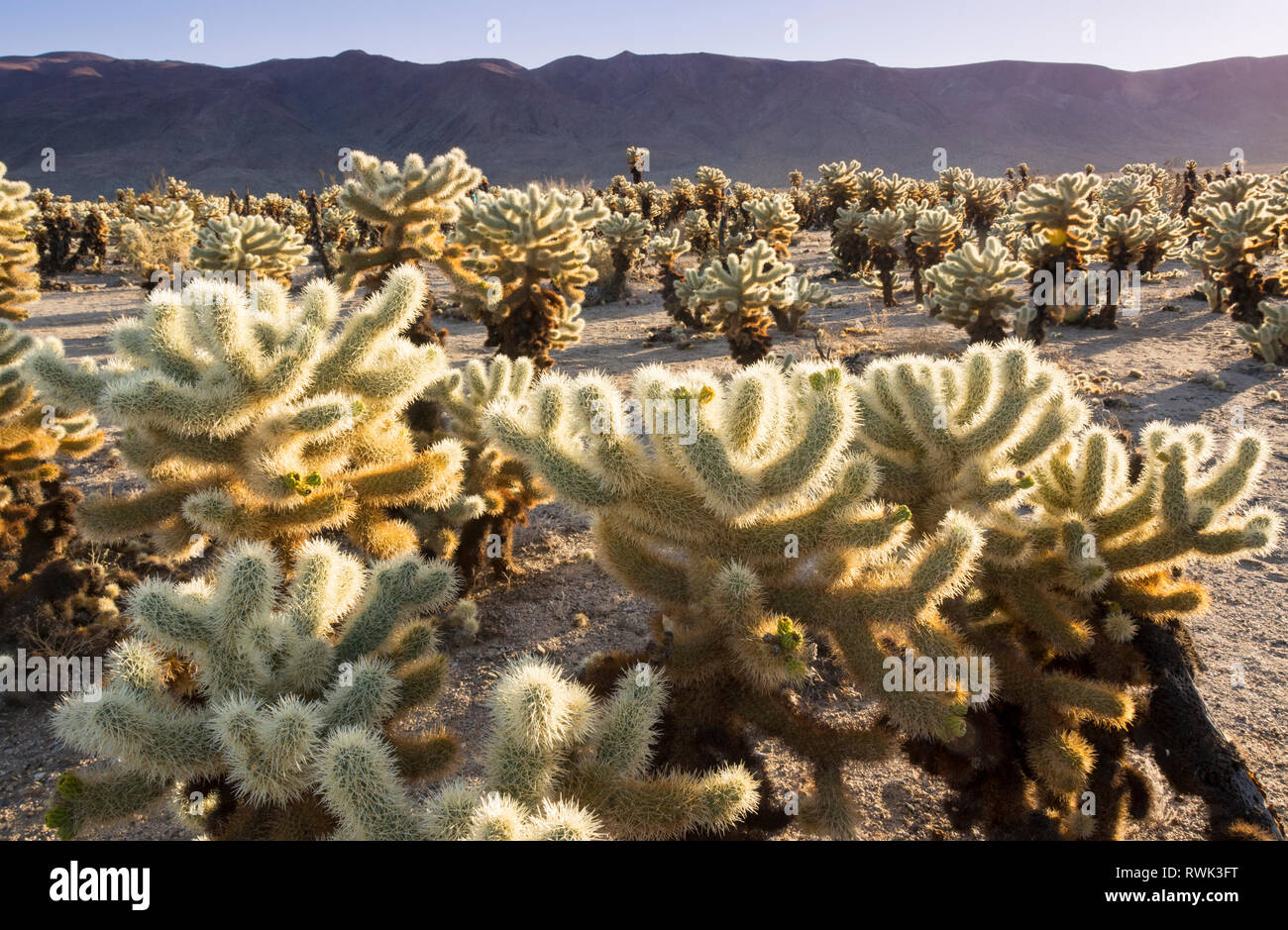 jumping cholla cactus, Opuntia fulgida, Cholla Cactus Garden,  Joshua Tree National Park, California, USA Stock Photo