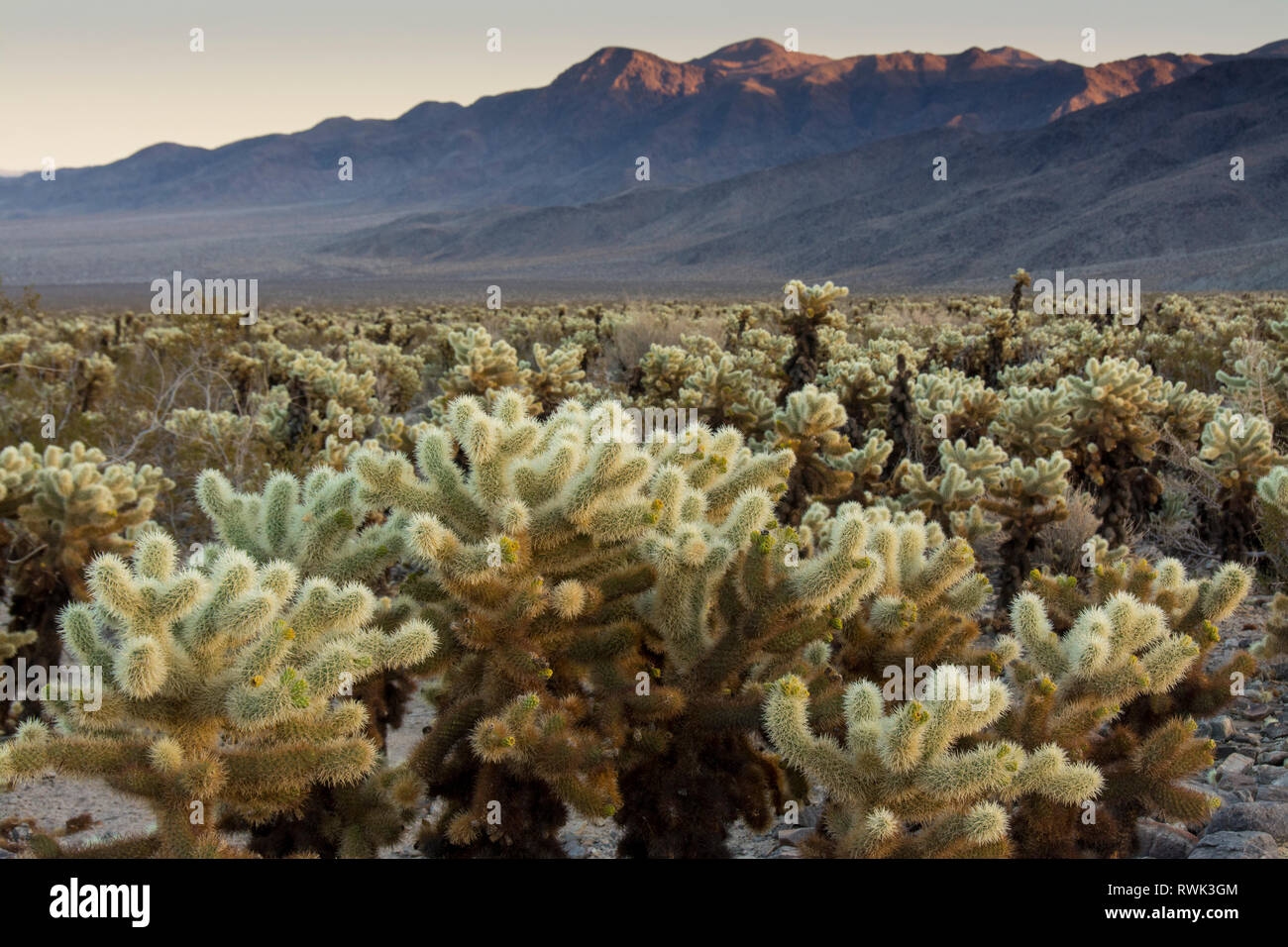 jumping cholla cactus, Opuntia fulgida, Cholla Cactus Garden,  Joshua Tree National Park, California, USA Stock Photo