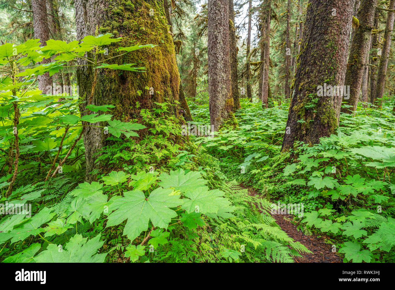 Old growth forest and understory, Tongass National Forest; Alaska, United States of America Stock Photo