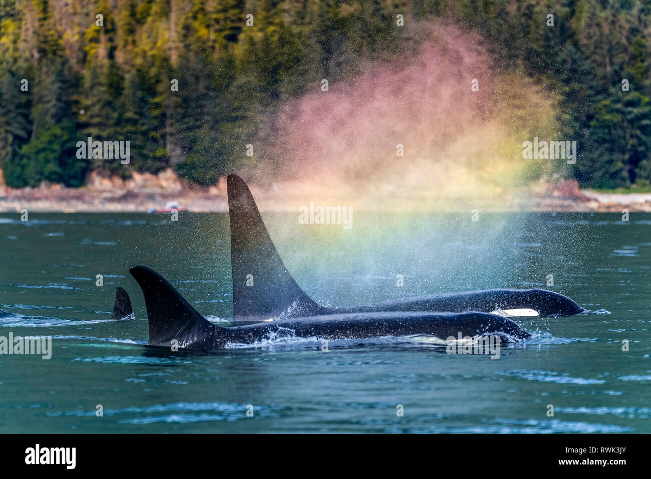 Orcas (Orcinus orca), also known as a Killer Whales, surface in Chatham Strait, a 'rainbow' forms in the blow as they exhale, Inside Passage Stock Photo