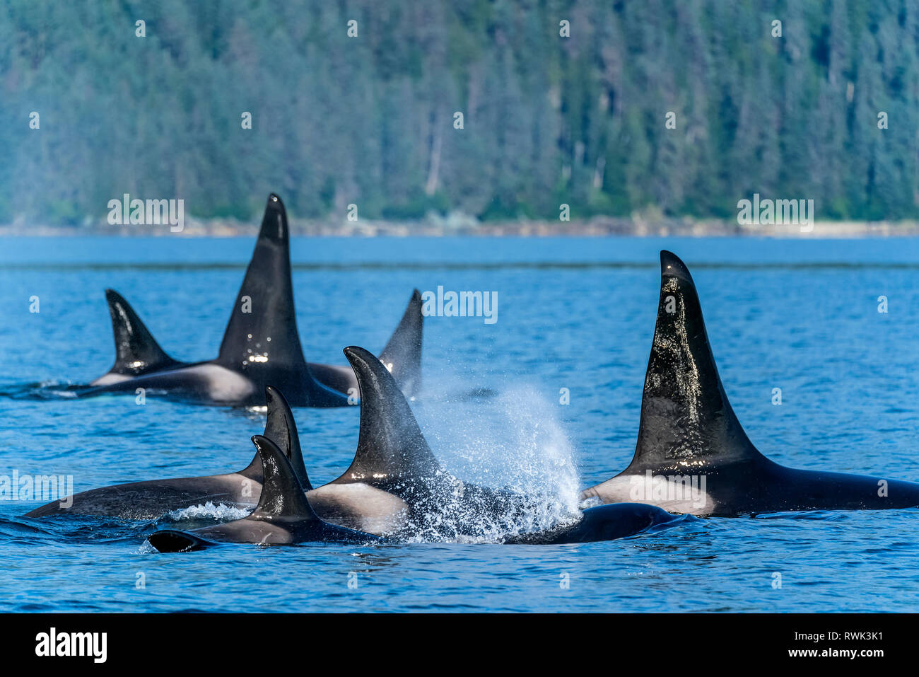 Orcas (Orcinus orca), also known as a Killer Whales, surface in Chatham Strait, Inside Passage; Alaska, United States of America Stock Photo