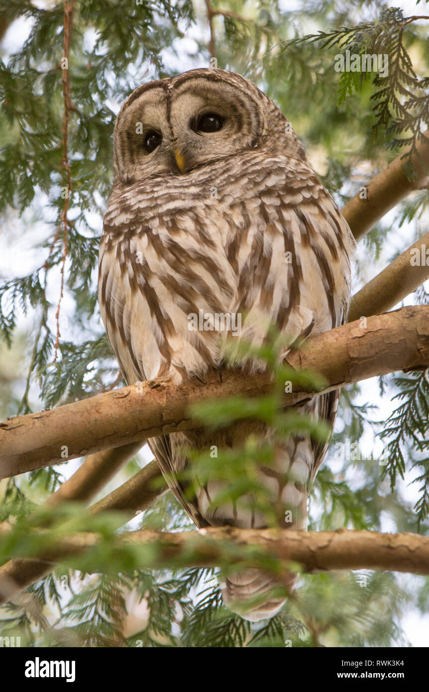 Barred owl, Strix varia, Western red cedar tree, Thuja plicata Stock Photo