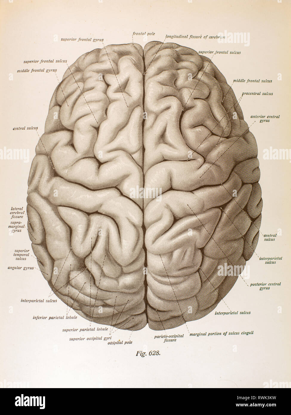 Top view of human brain Stock Photo - Alamy