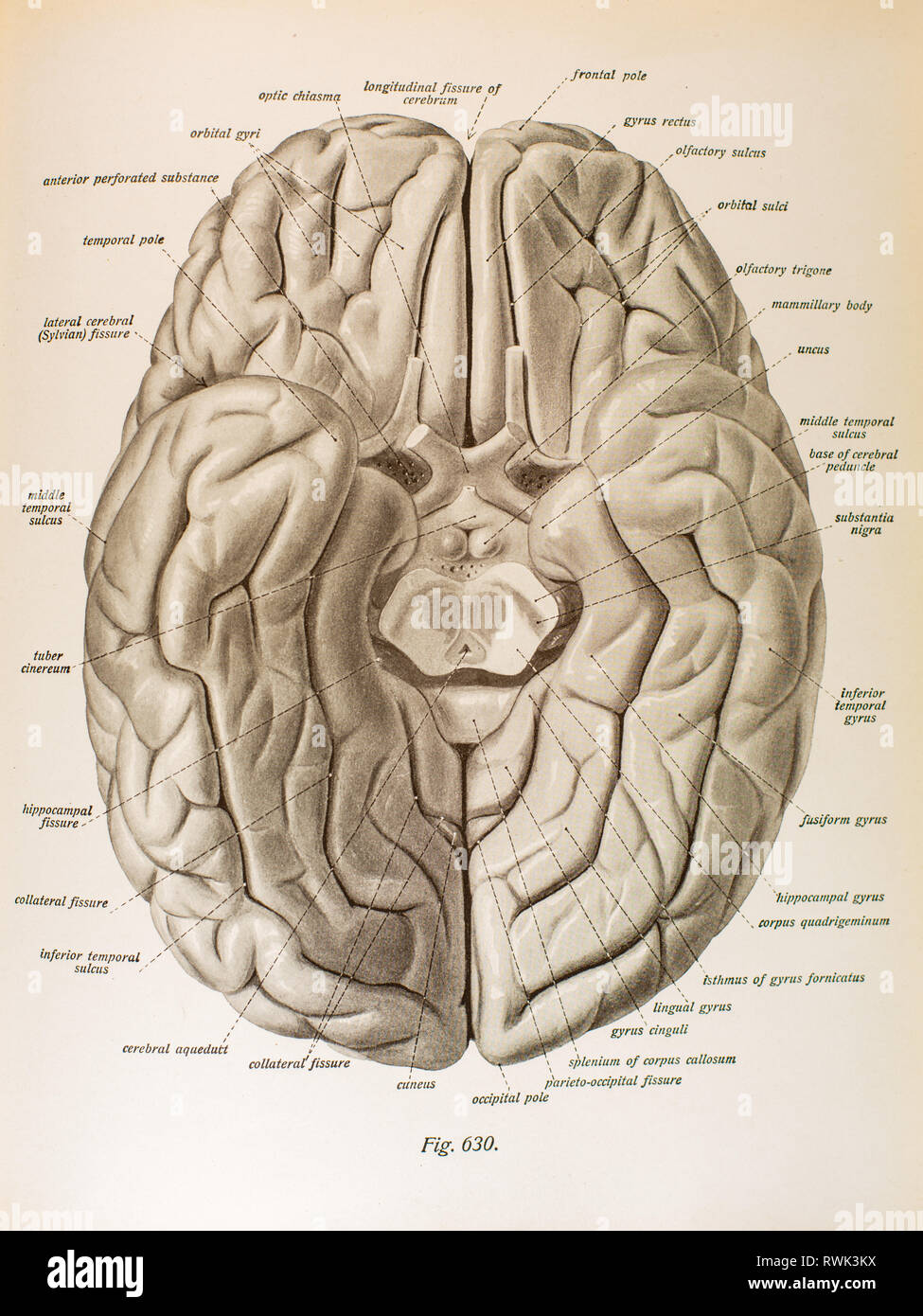 View Of The Underside Of The Human Brain Stock Photo