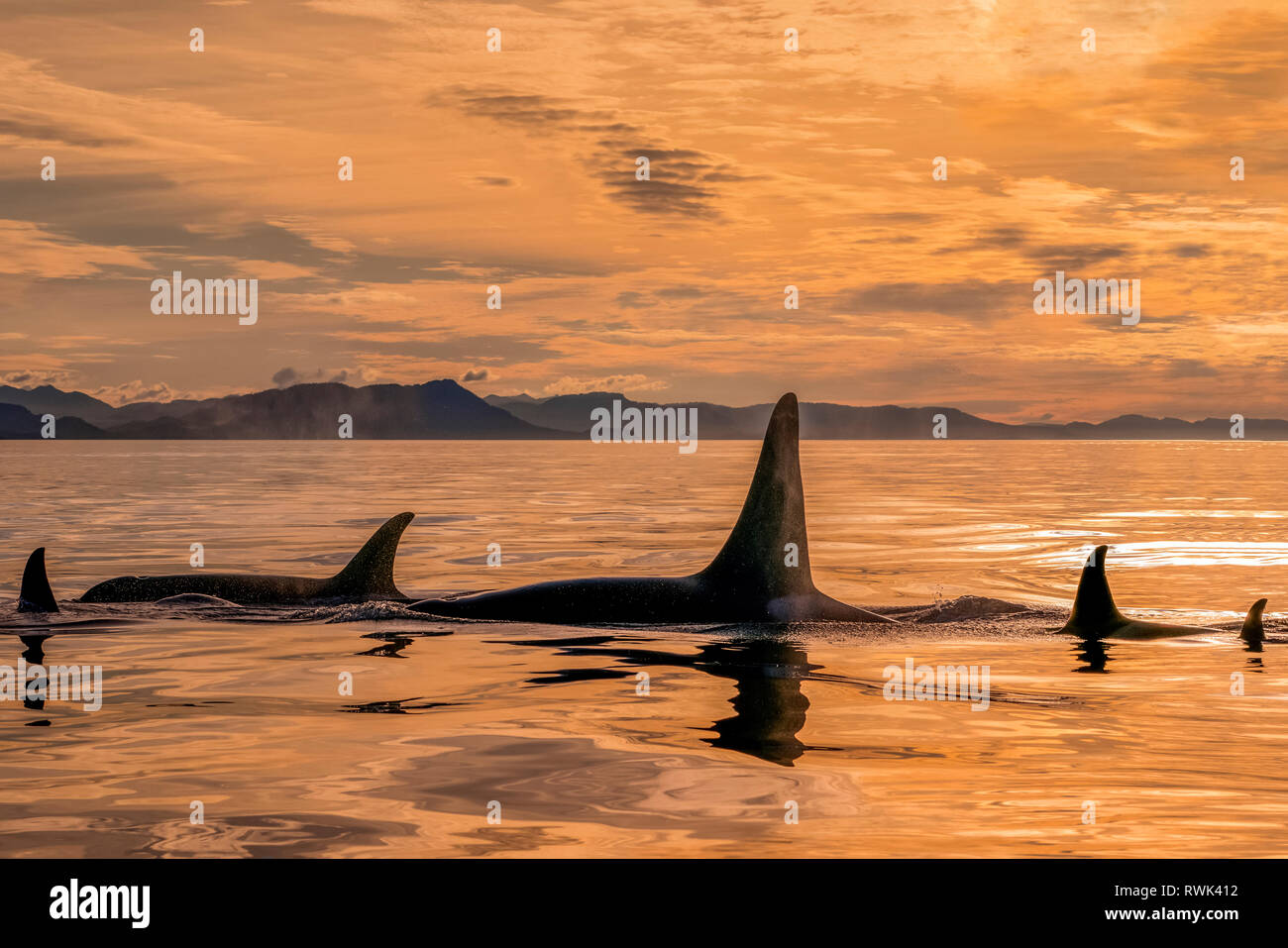 Orca whale (Orcinus orca) pod in Chatham Strait at sunset, Southeast Alaska; Alaska, United States of America Stock Photo