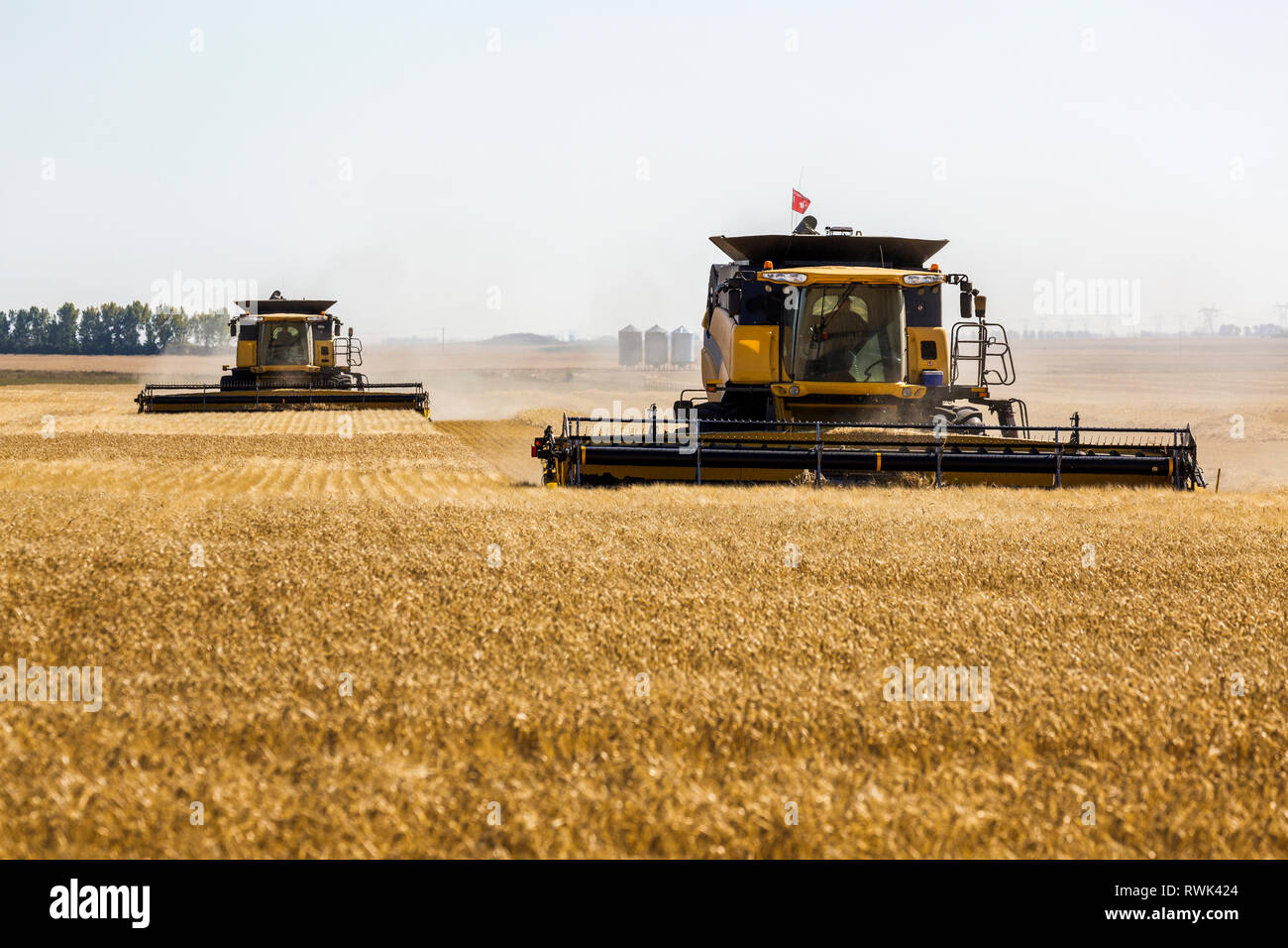 Two combines harvesting a golden barley field; Beiseker, Alberta